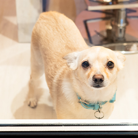 centro-estetico-settimo-milanese-milano-chi-dog-2d